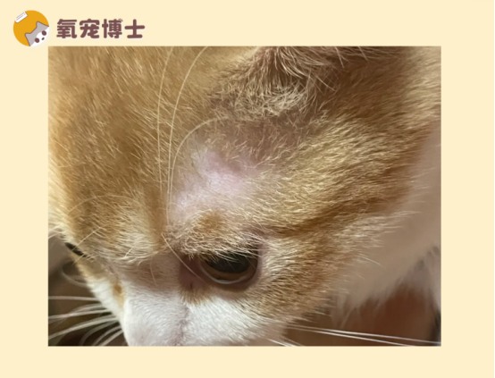 猫咪眼睛上方秃了一块