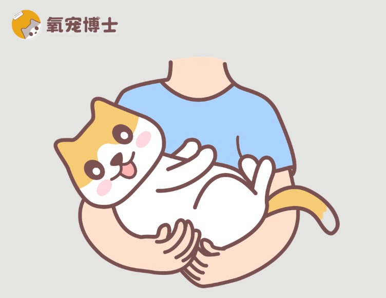 刚捡的小猫带回家要注意什么？一篇搞定所有难题