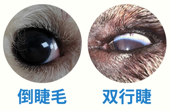 狗狗倒睫毛怎么处理？