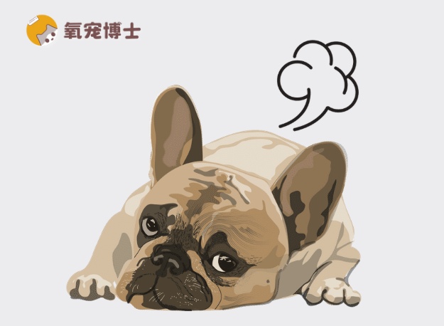 狗狗老放臭屁？别笑！可能是肠胃有问题