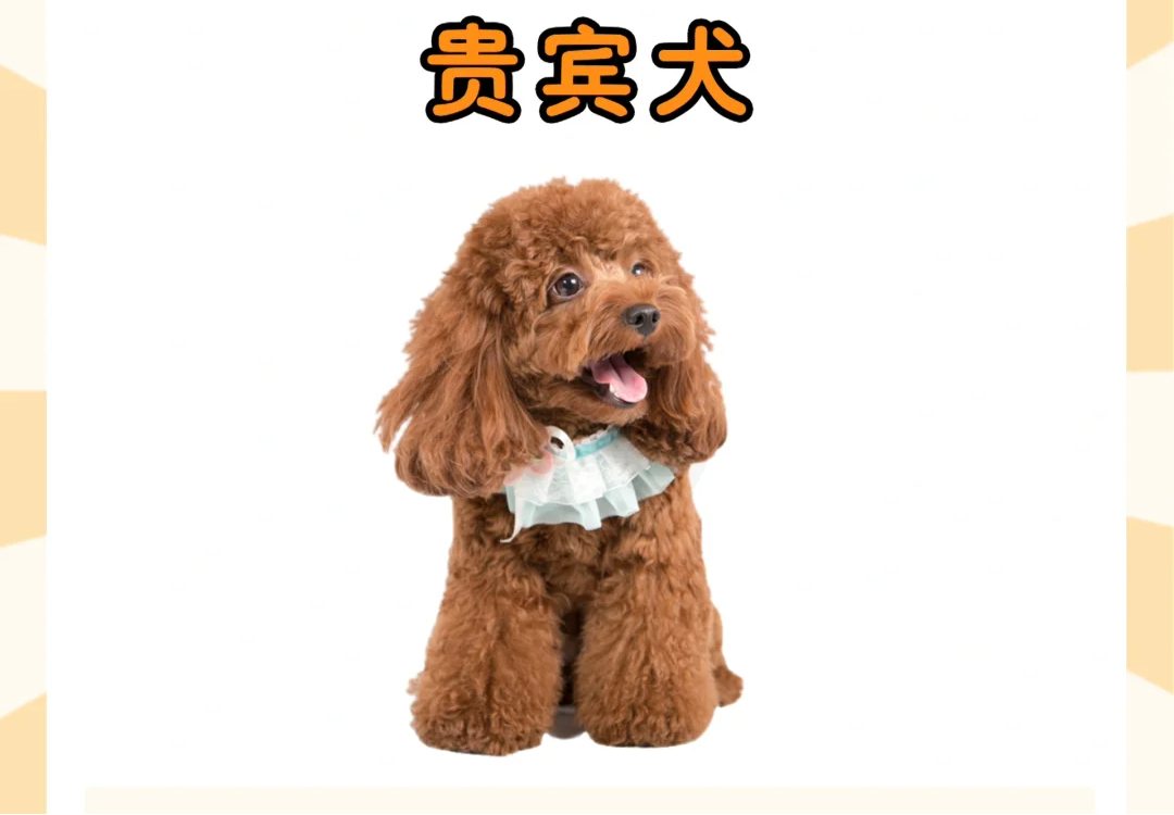 泰迪犬真的很好养吗？别被骗了