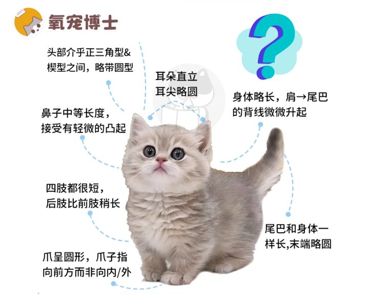 猫中小短腿——曼基康矮脚猫饲养指南