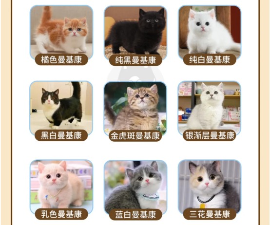 曼基康矮脚猫花色