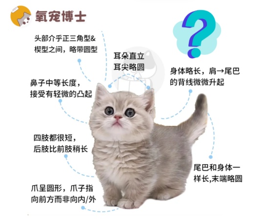 曼基康矮脚猫饲养指南