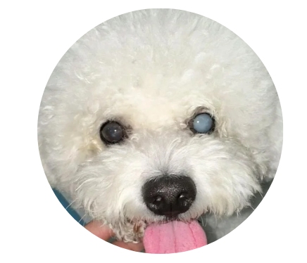 狗狗的眼睛变蓝的原因