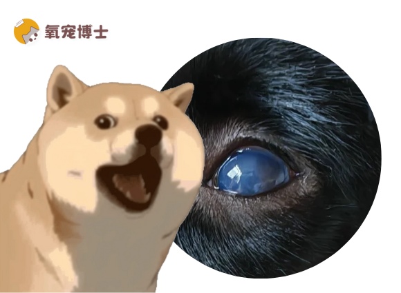 狗狗的眼睛变蓝了怎么回事？警惕这些疾病！