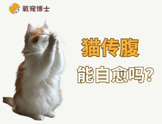 猫传腹可以自愈吗？