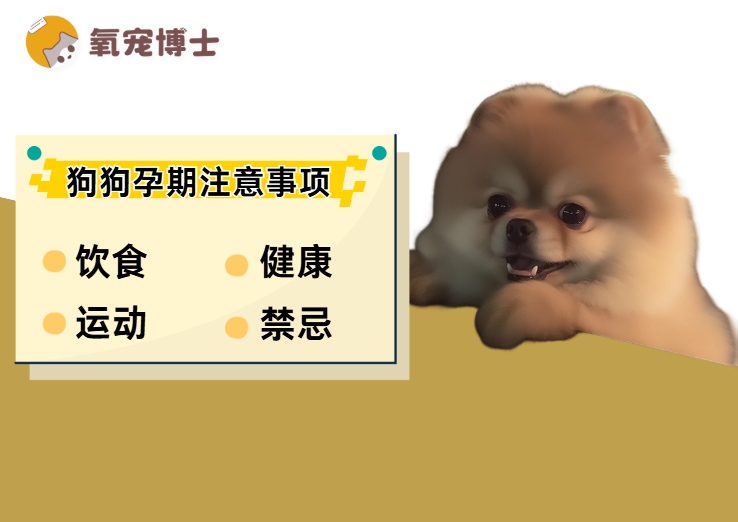 狗狗怀孕了有什么注意事项？