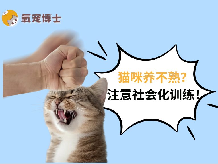 幼猫社会化训练全攻略