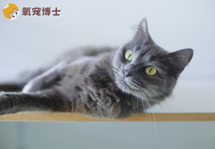 蓝猫的优缺点