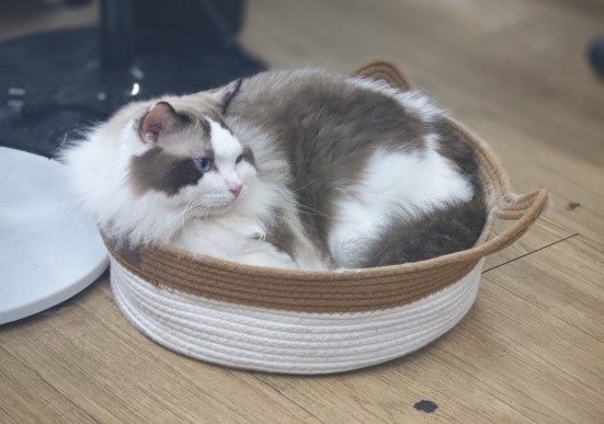 布偶猫一般多大会爆毛？