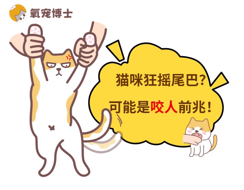猫咪突然对你狂摇尾巴是什么意思？