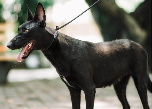 军犬品种有哪些？