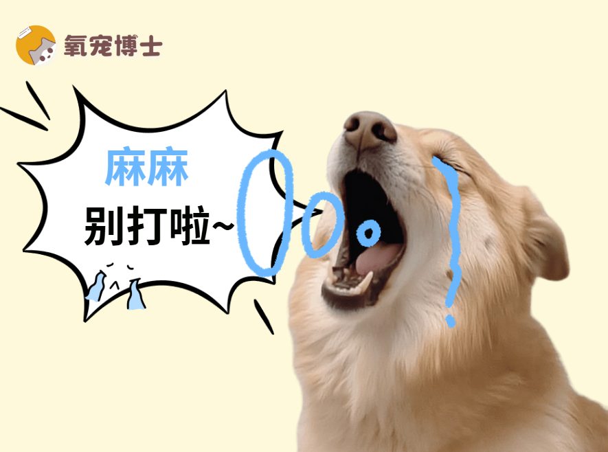 狗狗犯错打一顿就好了？建议先看看这篇文章