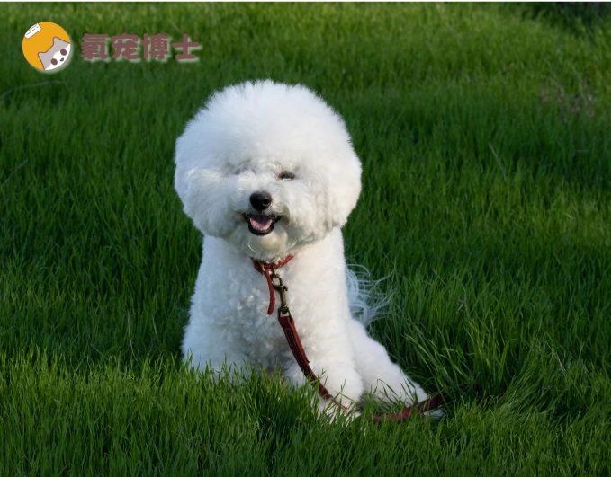 老龄犬还需要每天遛吗？