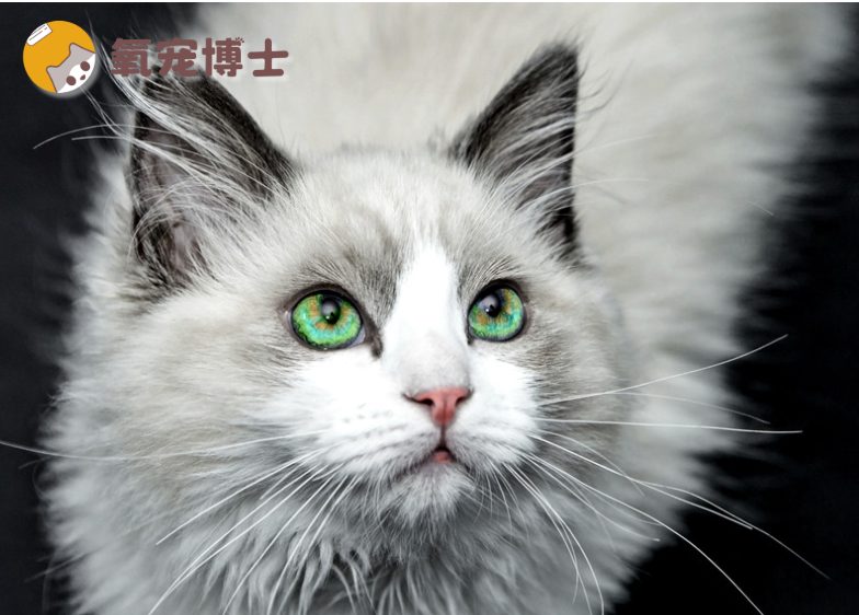 养布偶猫需要注意什么？