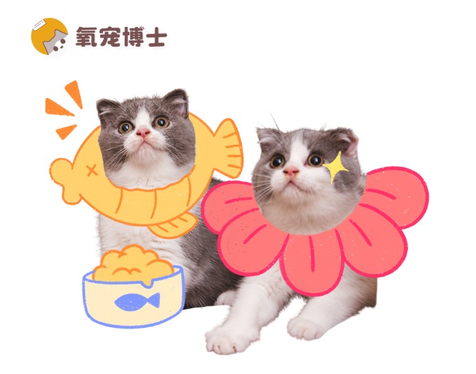 猫咪需要定时投喂吗