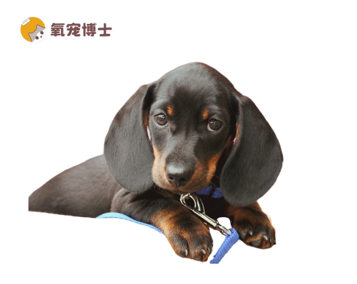 狗狗换新环境不拉不尿怎么办? 狗狗换新环境不拉不尿怎么办?