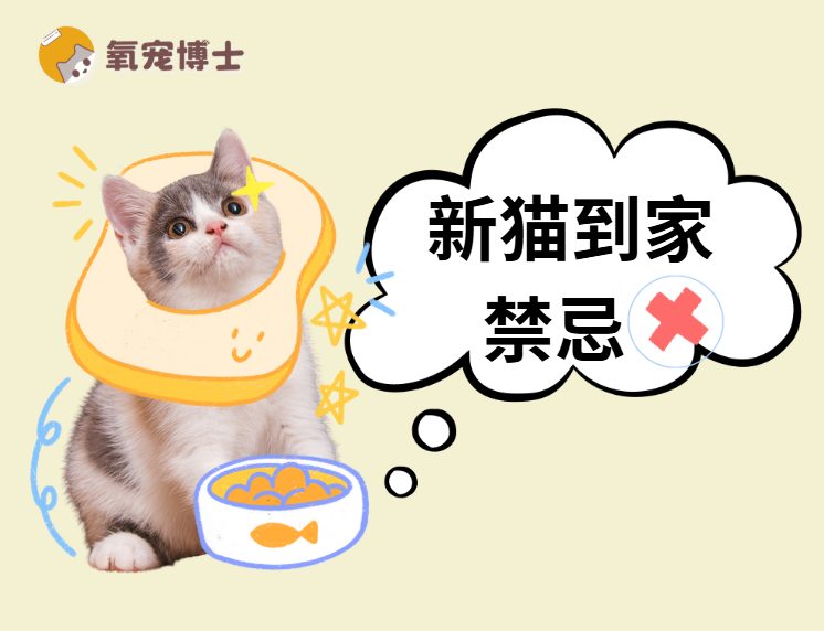 幼猫到家千万别做这6件事，九成新手都踩坑！
