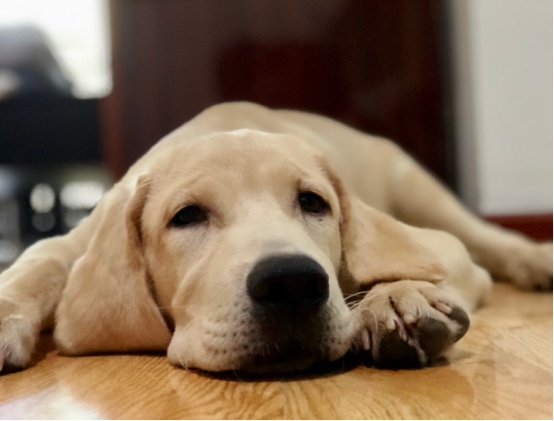 狗狗不拉不尿怎么办? 狗狗不拉不尿怎么办?