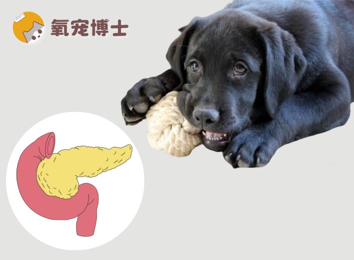 狗狗胰腺炎是怎么引起的？
