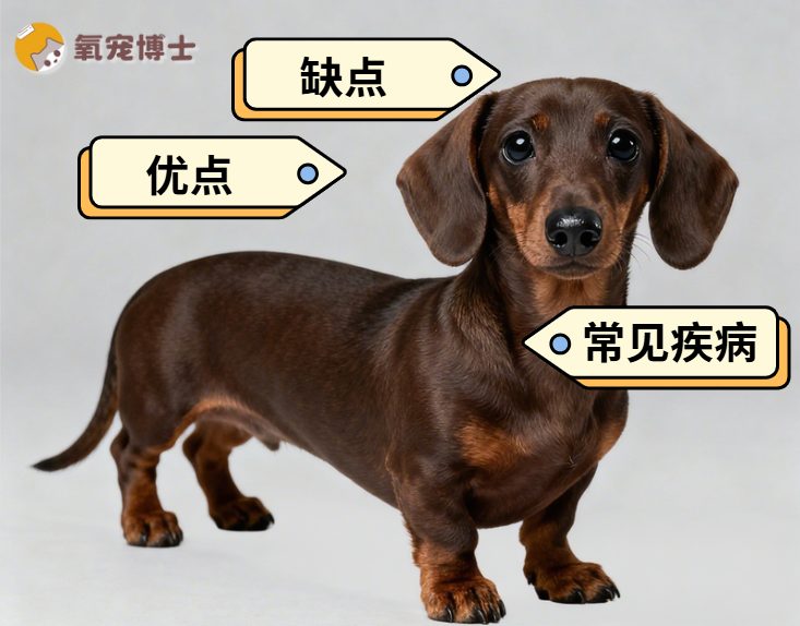 腊肠犬优缺点 腊肠犬优缺点