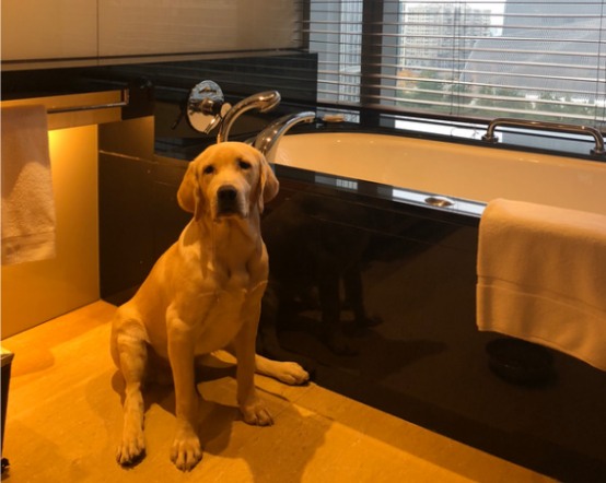 狗狗不拉不尿 狗狗不拉不尿