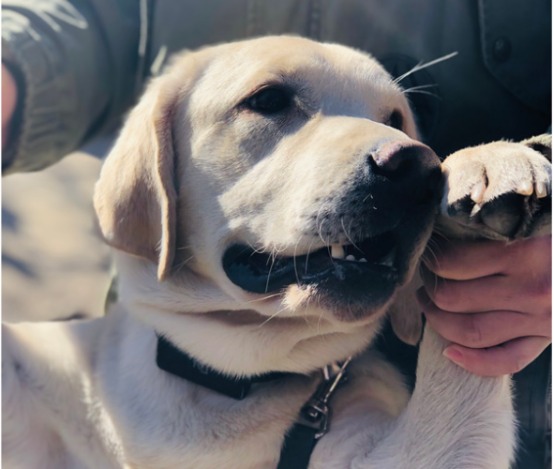 狗狗搬家后不拉不尿 狗狗搬家后不拉不尿