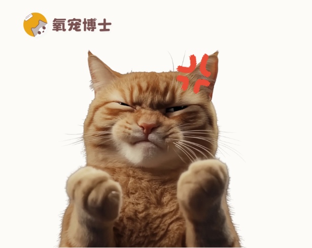 怎么正确给猫咪排毛? 怎么正确给猫咪排毛?