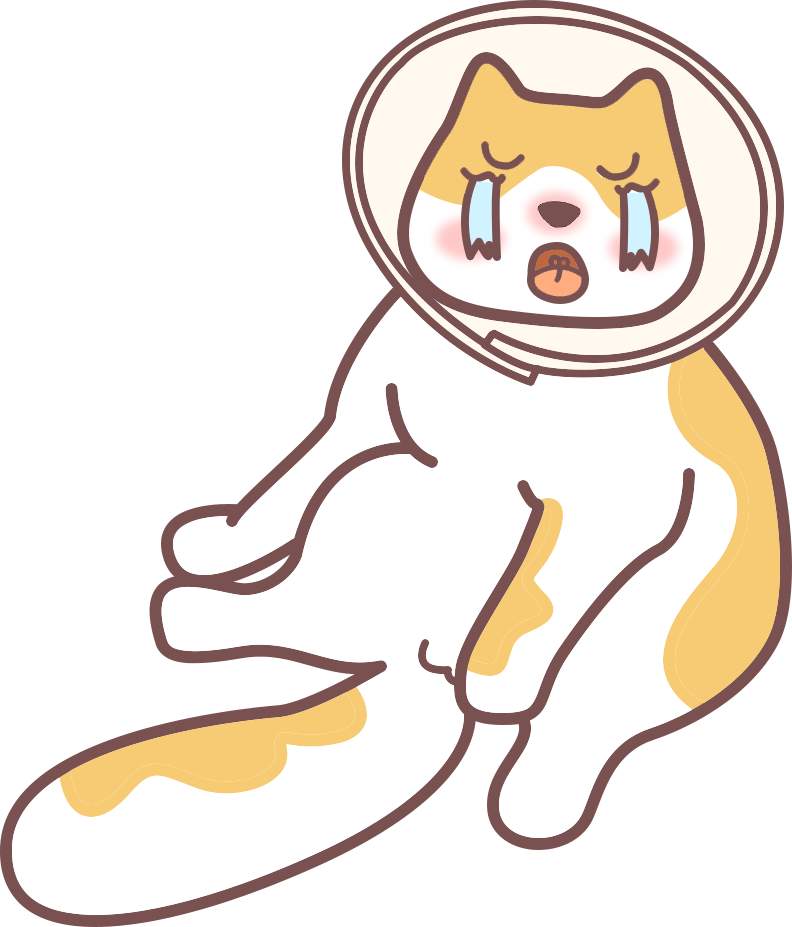 猫咪绝育 猫咪绝育