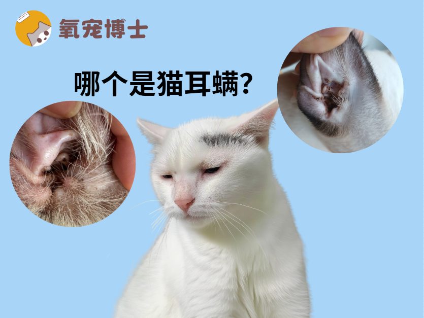 猫咪耳朵里出现黑色分泌物 猫咪耳朵里出现黑色分泌物