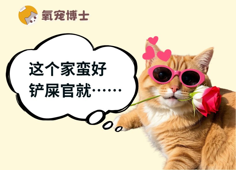 怎么判断猫咪在你家是否过得开心? 怎么判断猫咪在你家是否过得开心?