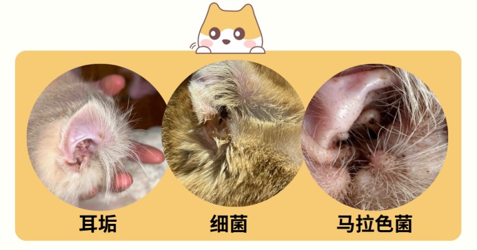 猫咪耳朵里出现黑色分泌物是怎么回事? 猫咪耳朵里出现黑色分泌物是怎么回事?