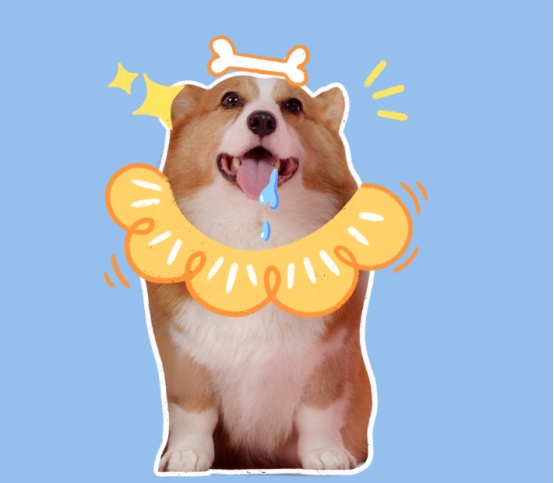 柯基的优点 柯基的优点