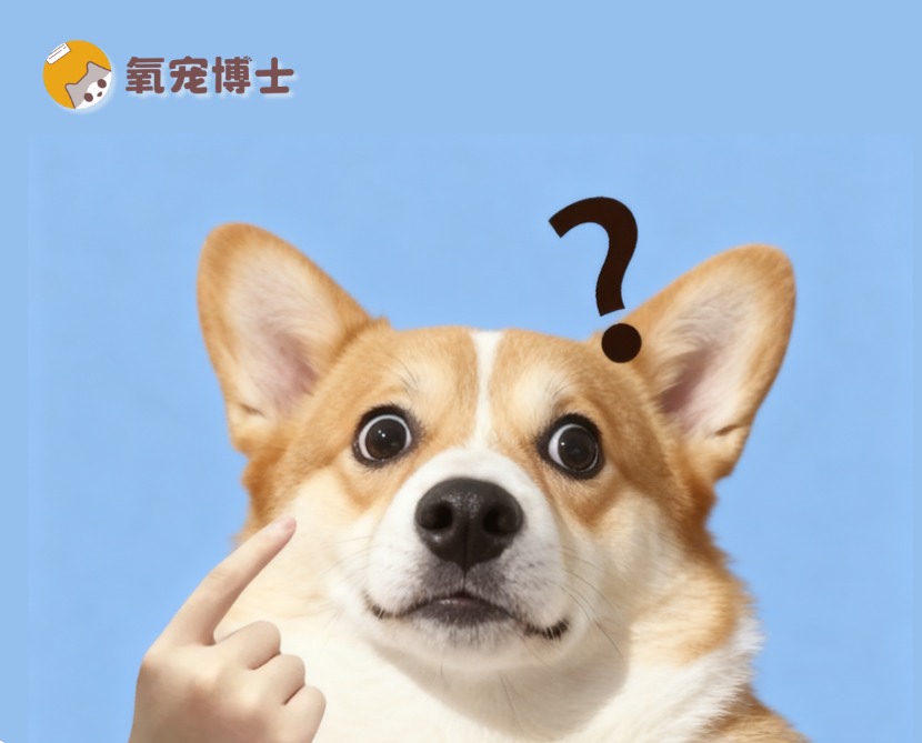 柯基犬的缺点 柯基犬的缺点