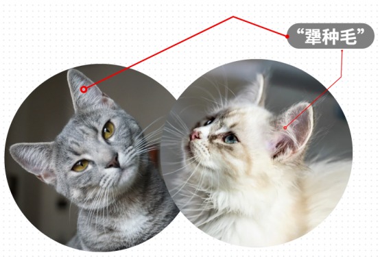 猫咪犟种毛