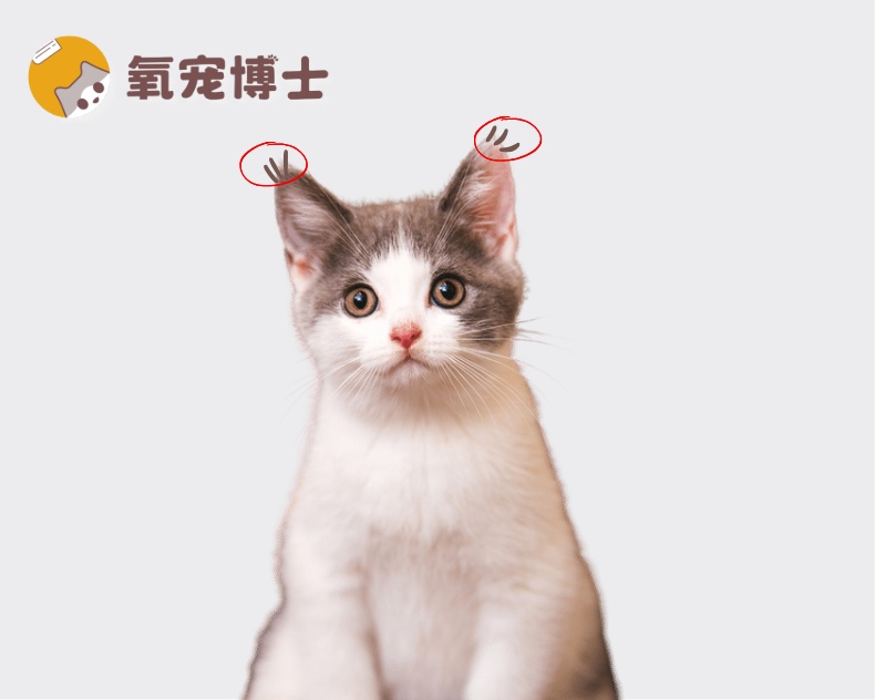 猫咪没有“聪明毛”就不聪明吗？