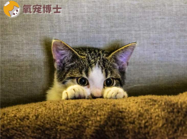 猫咪搬家应激自救指南 猫咪搬家应激自救指南