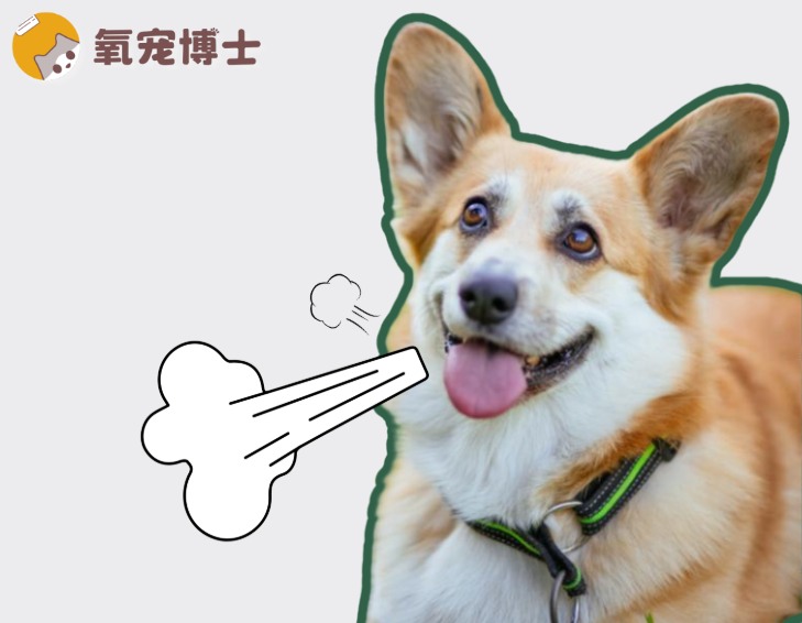 老年犬呼吸急促是怎么回事？
