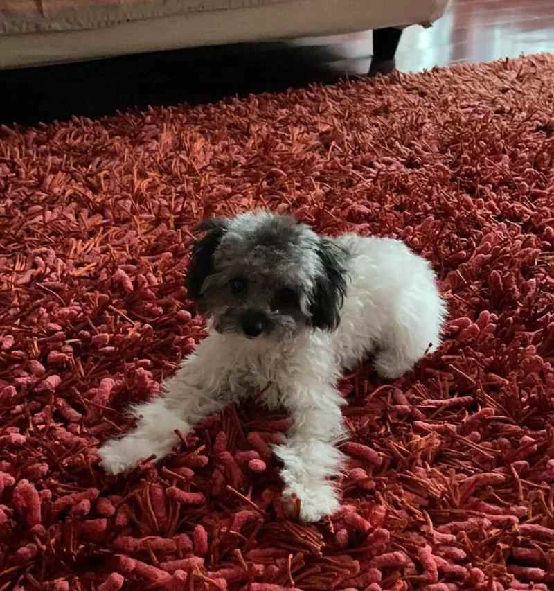 八个月泰迪的饮食禁忌（了解八个月泰迪的饮食禁忌，让宠物更健康）