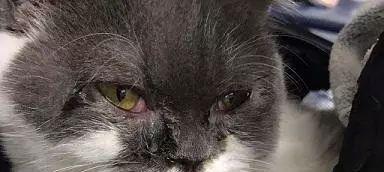 猫鼻支症状及常见表现（猫鼻支的症状、原因和治疗方法详解）