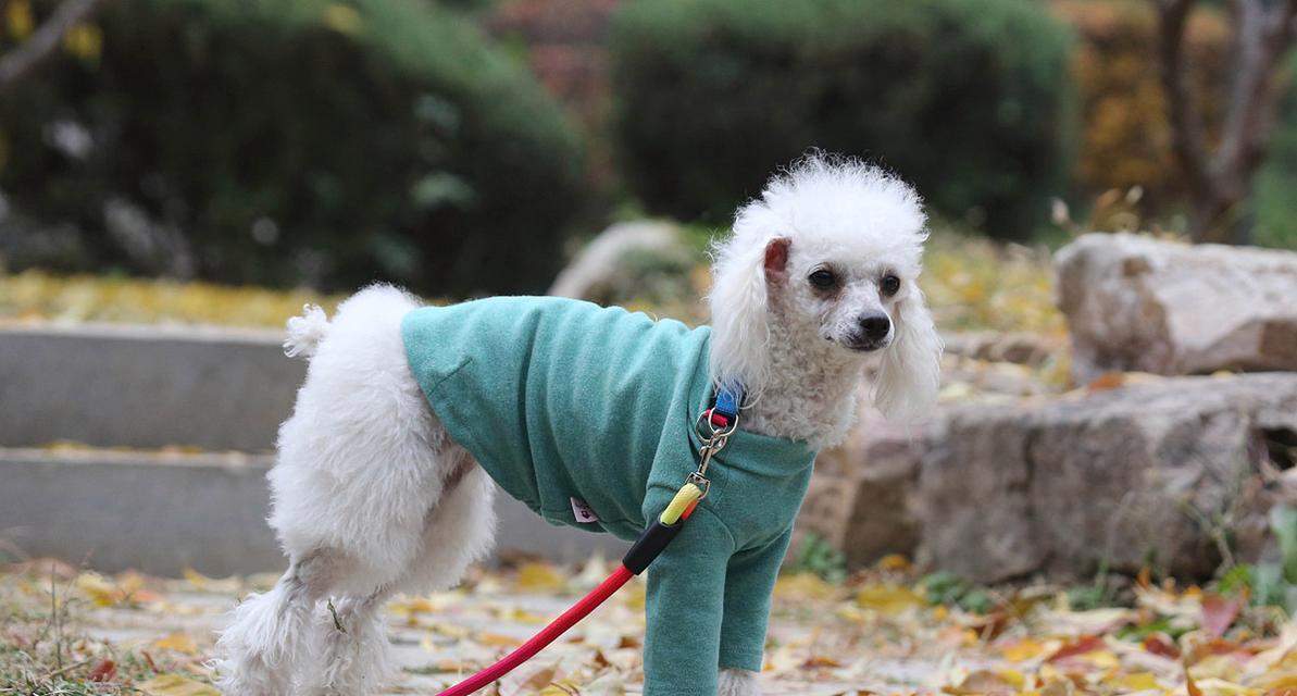 小狗鼻子的独特之处（探秘小狗鼻子的奇妙功能与特征）