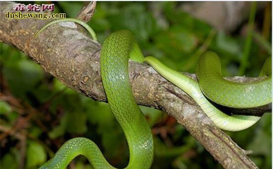 宠物蛇的饮水习惯与要求（研究宠物蛇饮水习惯，了解蛇类喝什么水最适合）