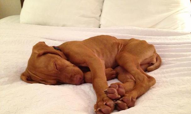 狗狗为什么喜欢在床上撒尿？（探究狗狗在床上撒尿的原因和解决方法）