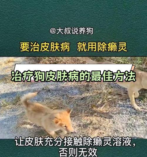 为皮肤病的狗选择适当的饮食（了解狗狗皮肤病情况，合理选择食物保持健康）