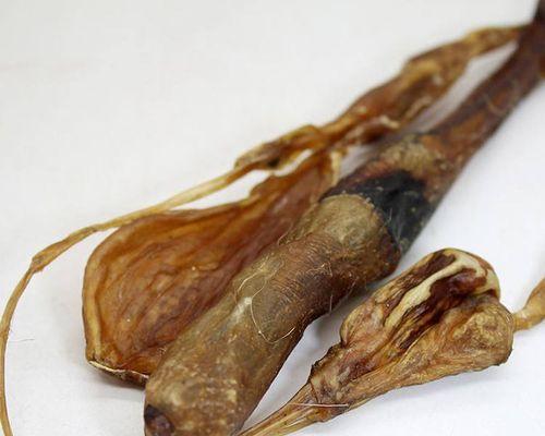 保护狗肾健康的药物选择