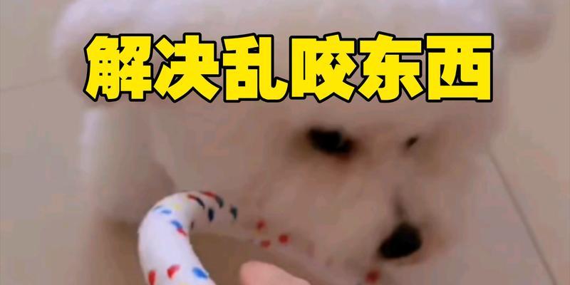 为什么狗狗喜欢咬东西？（探索狗狗咬东西的原因及解决办法）