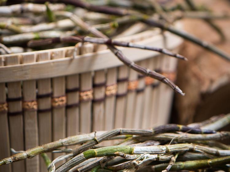 浮小麦能帮你调盗汗？中医功效与避坑指南