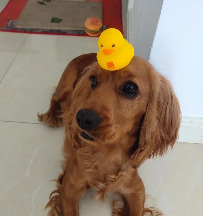 探秘不同犬耳朵形态的美丽与功能（从犬耳朵长的角度看狗的多样性与适应性）