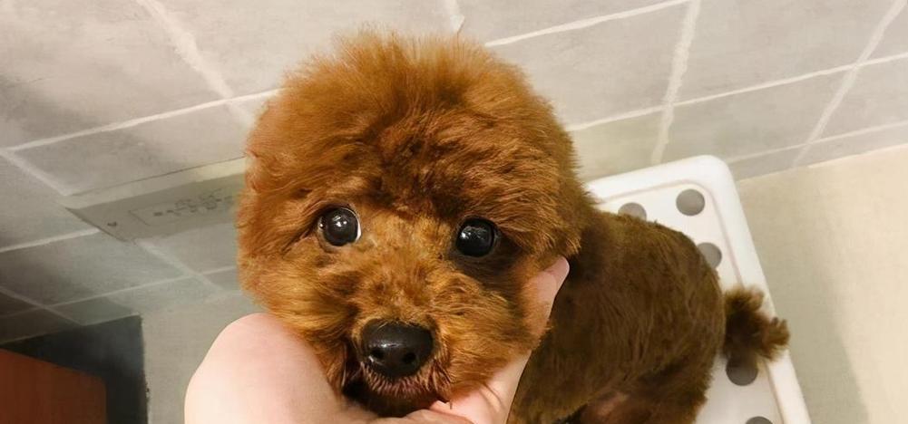 小型贵宾犬怀孕了吃什么？（为了母犬和胎儿的健康，饮食非常重要！）